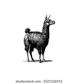 Llamas blancas y negras intrincadas. Diseño de Ilustración vectorial.