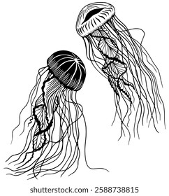 Intricate black and white vector illustration of two jellyfish with flowing tentacles. Perfect for marine-themed designs, tattoos, and ocean-inspired artwork.