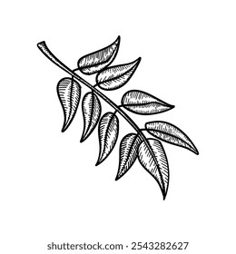 Intricate black-and-white leaf branch with fine detailing. Ideal for botanical art, nature sketches, or elegant minimalist designs.