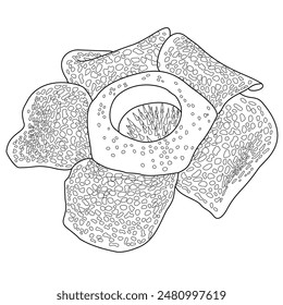 Intricate black-and-white line drawing of a unique flower rafflesia arnoldi with large petal-like structures and a detailed central opening. Perfect for botanical illustrations, educational materials