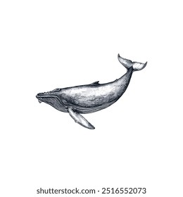 Intricate Drawing of a Humpback Whale Swimming. Vector illustration design.