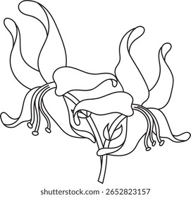 Uma intrincada ilustração de arte desenhada à mão com duas elegantes flores de lírio com pétalas detalhadas, estames proeminentes e folhas delicadas. 