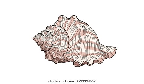 Intrincada ilustración de conchas marinas dibujadas a mano presenta una forma clásica en espiral con delicadas rayas rosadas y un borde de apertura con volantes.