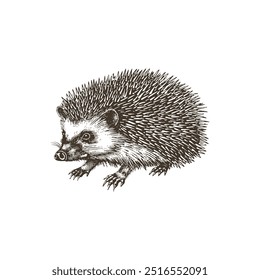 Ilustração de Hedgehog intrincada em preto e branco. Design de ilustração vetorial.