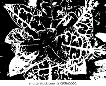 Intricate leaf vein silhouette vector illustration. Black and white botanical stencil of croton plant for organic pattern, nature-themed graphic design, and artistic foliage element