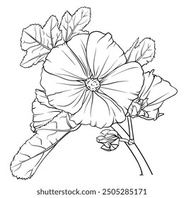 An intricate line drawing of a beautiful mallow flower, the stunningly beautiful flower is complemented by lush leaves all around, demonstrating detailed design and elegance.