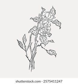 Intricate line drawing of a flower with detailed petals and leaves. The flower drawing showcases delicate lines and elegant floral design. Vintage style art drawing, isolated vector element.