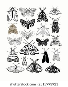 As ilustrações intrincadas de mariposas e borboletas exibem diversos padrões, envergadura e texturas, variando de manchas detalhadas a listras irregulares.