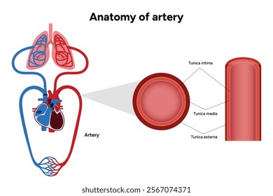 Intricate Structure anatomy and Physiology of human Arteries with double circulation