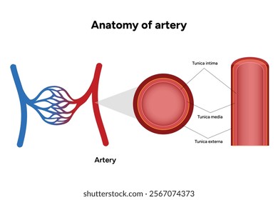 Intricate Structure anatomy and Physiology of human Arteries 