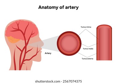 Intricate Structure anatomy and Physiology of human Arteries with human head