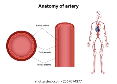Intricate Structure anatomy and Physiology of human Arteries 