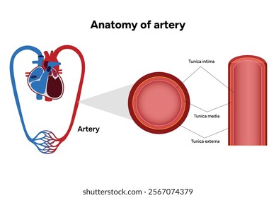 Intricate Structure anatomy and Physiology of human Arteries 