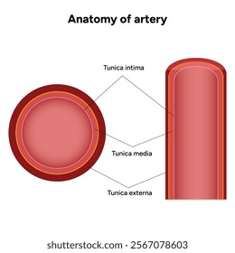 Intricate Structure anatomy and Physiology of human Arteries 