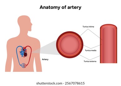 Intricate Structure anatomy and Physiology of human Arteries 