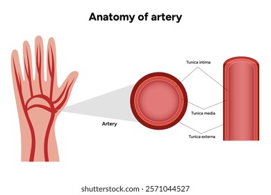 Intricate Structure anatomy and Physiology of human Arteries with hand