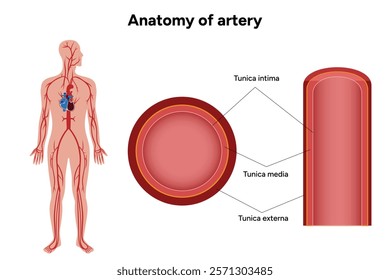 Intricate Structure anatomy and Physiology of human Arteries with human body anatomy artery 