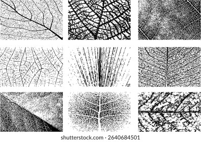 Intricate vector: 9 unique leaf vein patterns. Shows organic complexity, detailed botanical linework. Ideal for education, eco-design, nature prints, herbal packaging, scientific visuals.