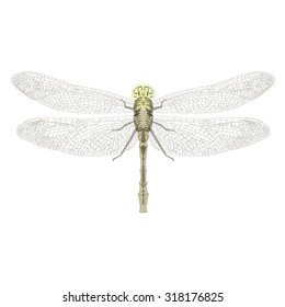 An intricate vector illustration of a single dragonfly.