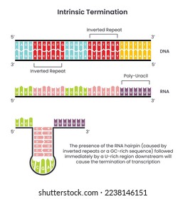 Terminación intrínseca de la transcripción en el diagrama infográfico de ilustraciones vectoriales Prokaryotes