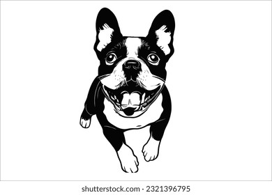 Presentamos el encantador Boston Terrier, un encantador compañero con un espíritu lúdico. Esta adorada raza de perro cautiva los corazones con sus ojos expresivos y su adorable aspecto. 