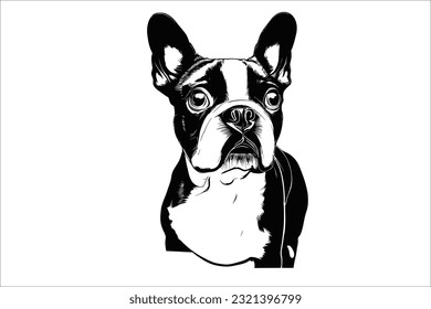Introducing the charming Boston Terrier, a delightful companion with a playful spirit. This beloved dog breed captivates hearts with its expressive eyes and adorable appearance. 