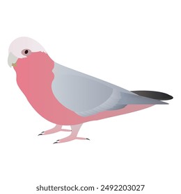 Introducing the Galah Parrot Vector, a stunning avian companion that will captivate your senses.