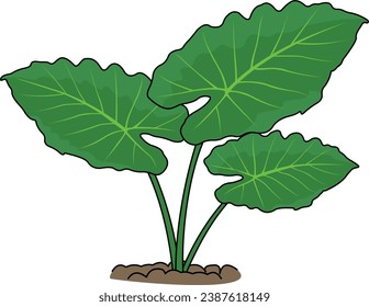 Presentando 'Giant Taro Majesty': Esta obra de arte muestra la grandeza del Alocasia Giant Taro, destacando su impresionante follaje y sus complicados detalles. Lo mejor para los aficionados a las plantas.