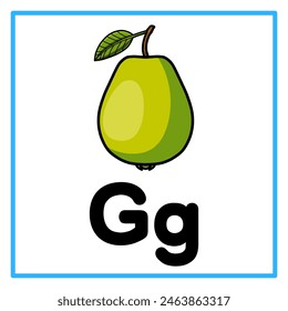 Introduction to the alphabet with examples. G is for guava. Suitable for children's practice and great for toddlers' flash cards