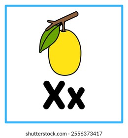 Introduction to the alphabet with examples. X is for ximenia. Suitable for children's practice and great for toddlers' flash cards