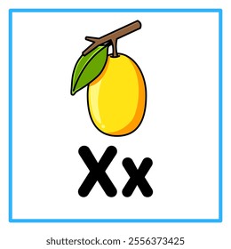 Introduction to the alphabet with examples. X is for ximenia. Suitable for children's practice and great for toddlers' flash cards