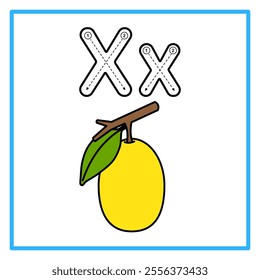 Introduction to the alphabet with examples. X is for ximenia. Suitable for children's practice and great for toddlers' flash cards