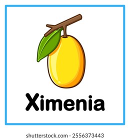 Introduction to the alphabet with examples. X is for ximenia. Suitable for children's practice and great for toddlers' flash cards