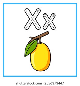 Introduction to the alphabet with examples. X is for ximenia. Suitable for children's practice and great for toddlers' flash cards