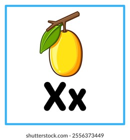 Introduction to the alphabet with examples. X is for ximenia. Suitable for children's practice and great for toddlers' flash cards