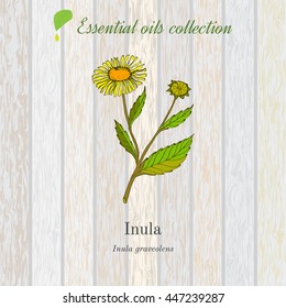 Inula, essential oil label, aromatic plant. Vector illustration