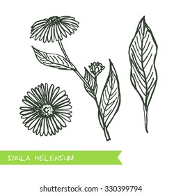 Inula helenium - Siberian herbs. Handdrawn Illustration - Health and Nature Set