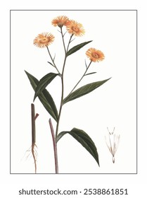 Inula japonica, hand-painted floral and botanical painting, hand-painted herbal painting, natural herbs.