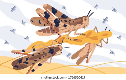 Invasion pest of rice seed vector illustration. Large herbivorous insects attack on field or meadow. Swarm of locusts on agricultural plants. Grasshoppers parasite natural devastation of herb