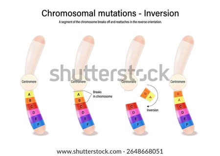Inversion. Chromosomal mutations. Various genetic disorders. Alteration of chromosome structure. Vector used for scientific and medical education. 