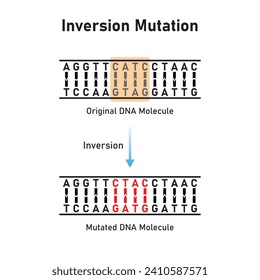 Diseño científico de mutación de inversión. Ilustración vectorial.