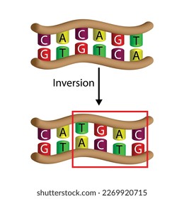 La mutación de inversión, sección de la genómica del ADN, se aleja de un cromosoma y luego se vuelve a conectar al cromosoma en orden inverso Diseño científico, ilustración vectorial.