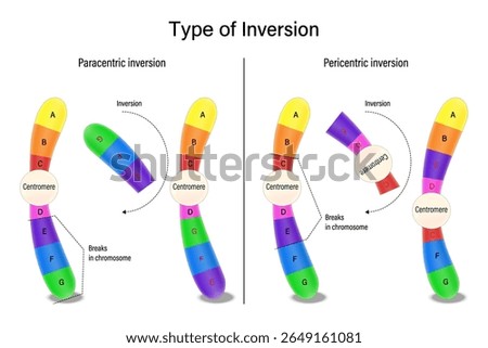 Inversion. Paracentric inversion and Pericentric inversion. Chromosomal mutations. Various genetic disorders. Alteration of chromosome structure.
