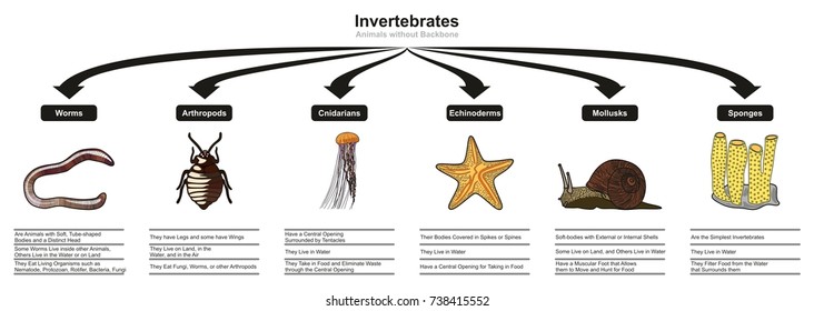 Invertebrates Characteristics Chart