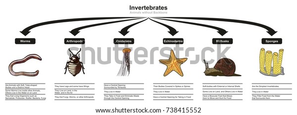 无脊椎动物动物的分类和特征信息图表显示了所有类型 包括用于生物学和形态科学教育的蠕虫节肢动物cnidarian 棘皮软体动物 海绵库存矢量图 免版税