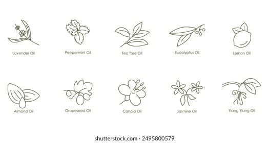 Belebende beruhigende Öle Vektor-Icons: Lavendel, Pfefferminze, Teebaum, Eukalyptus, Zitrone, Mandeln, Traubenkern, Canola, Jasmin, Ylang Ylang