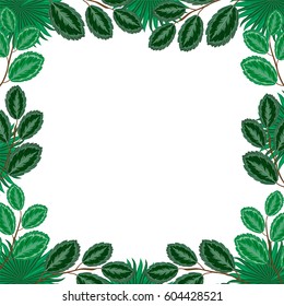 Invitation, background from branch of palm and green leafs  on white background