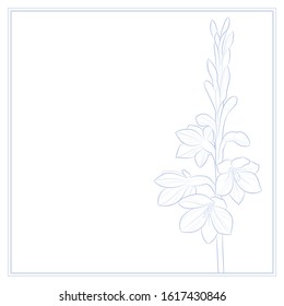 Invitation card template design. Line drawing. Flower (Watsonia Tabularis) on white background. Vector.