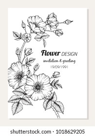 Invitation and greeting card design with Roses flower drawing  illustration. 