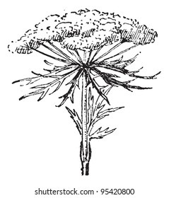 Involucre, vintage engraved illustration. Dictionary of words and things - Larive and Fleury - 1895.